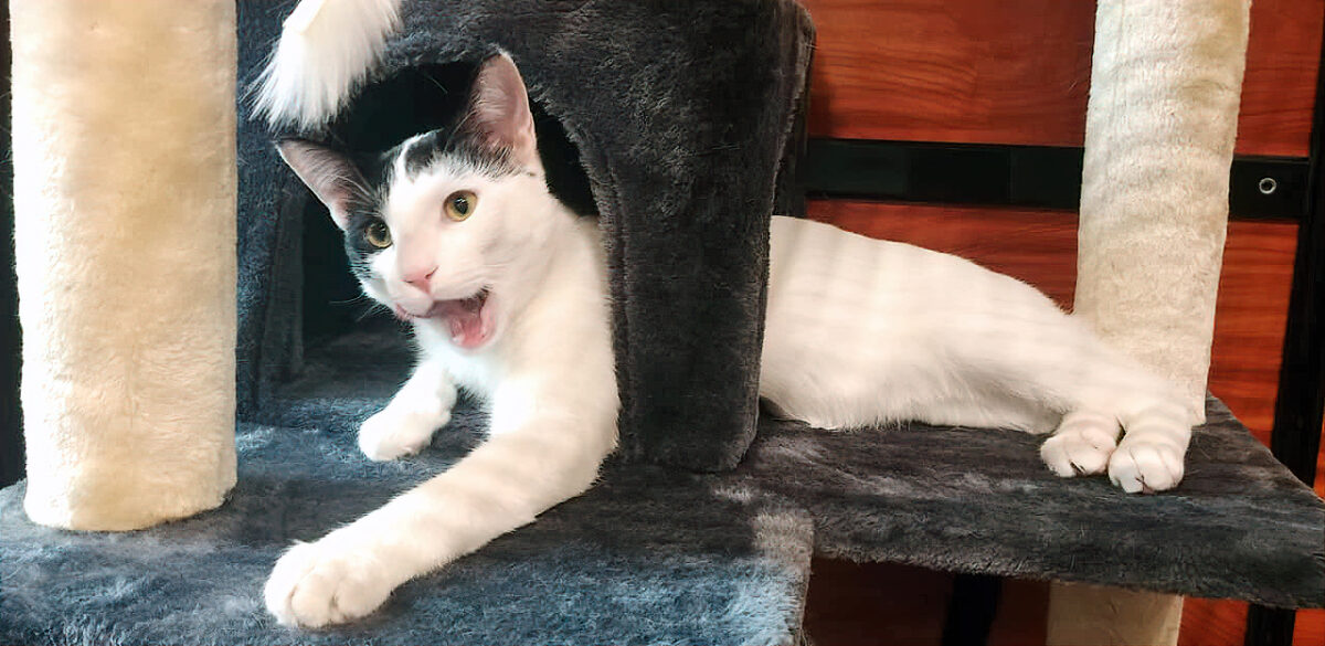 PetSmart Etobicoke Home At Last Rescue