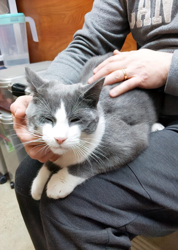 PetSmart Etobicoke Home At Last Rescue