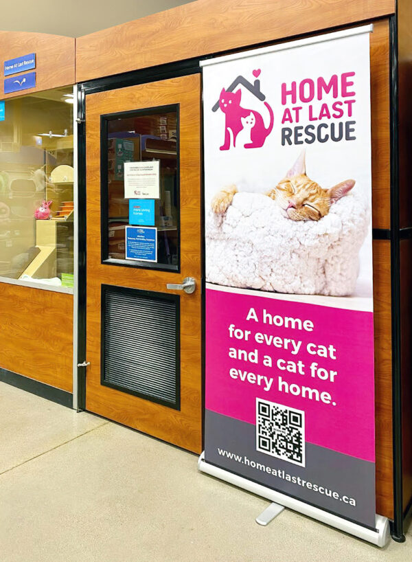 Etobicoke hot sale cat rescue