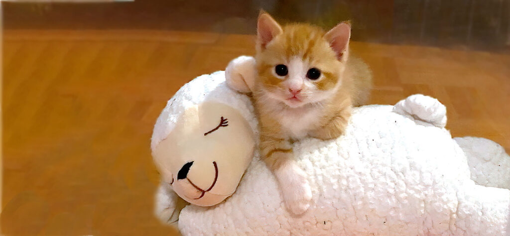 orange kitten with sheep