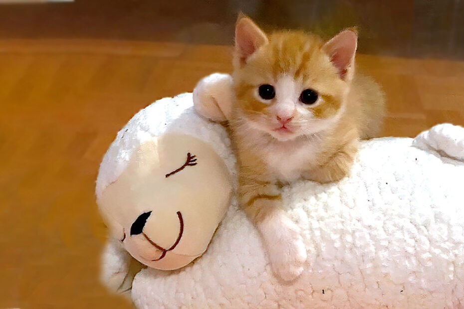 orange kitten with sheep
