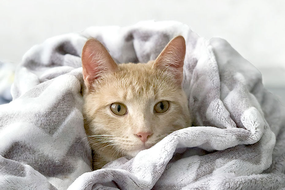 orange kitty in blanket