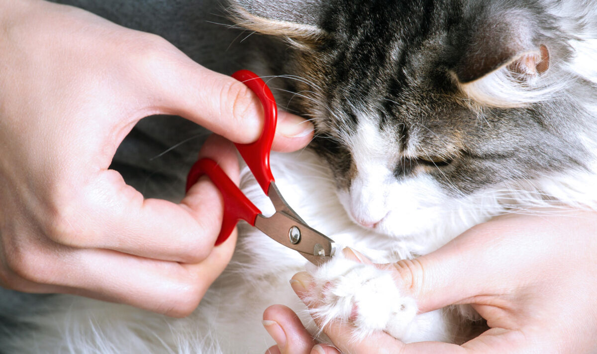 cat nail trim