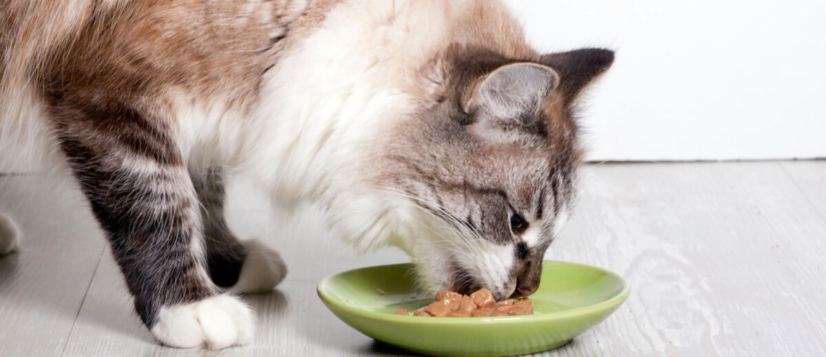 How old can shop kittens eat dry food