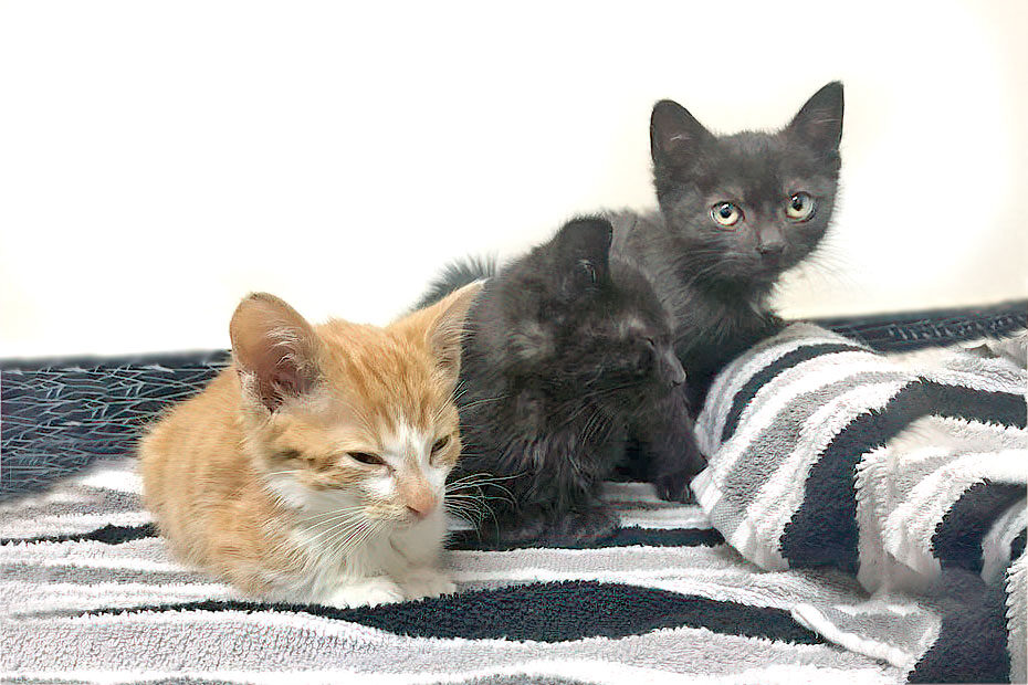 sick kittens from Kijiji