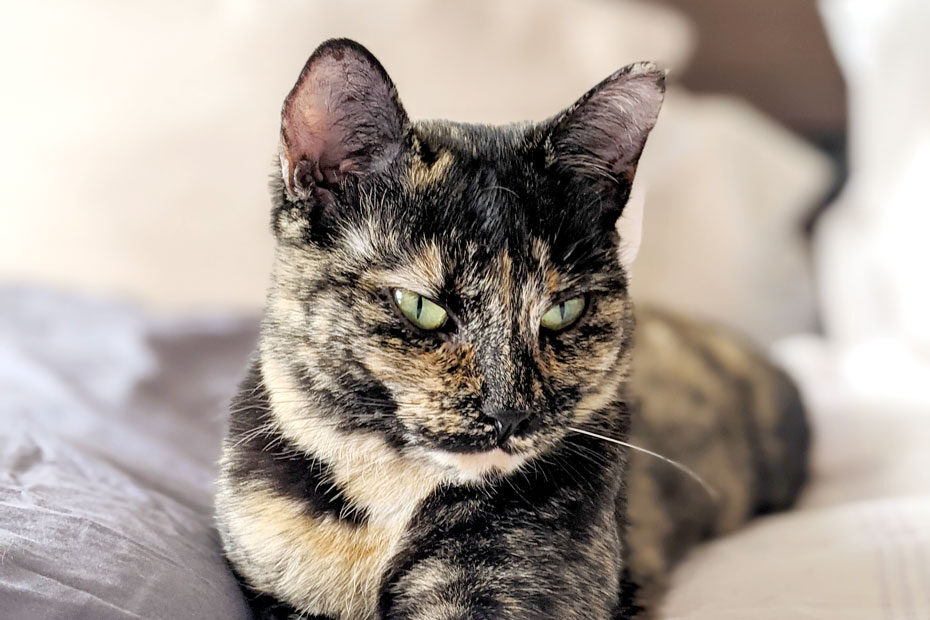 tortie