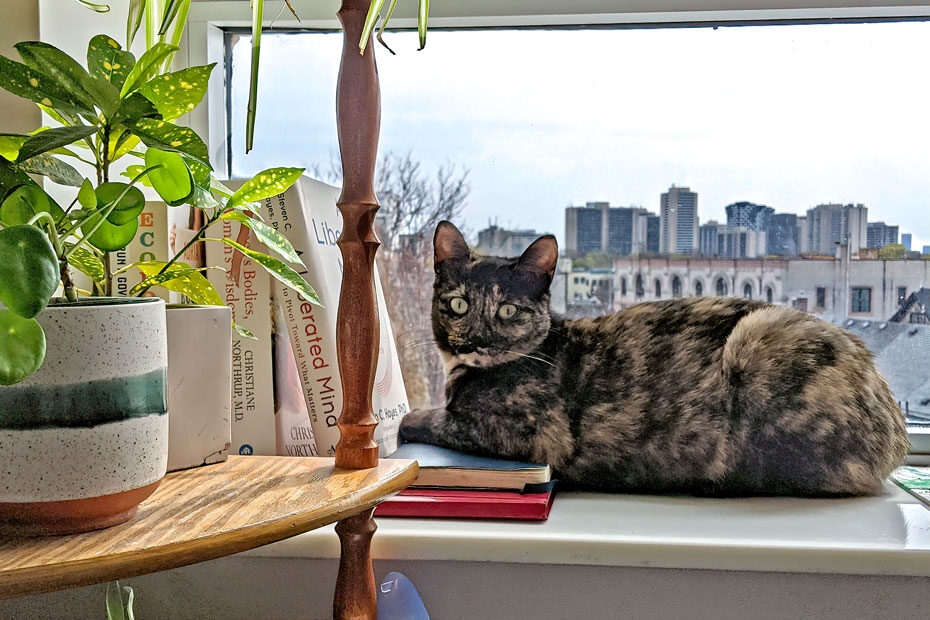 tortie by window