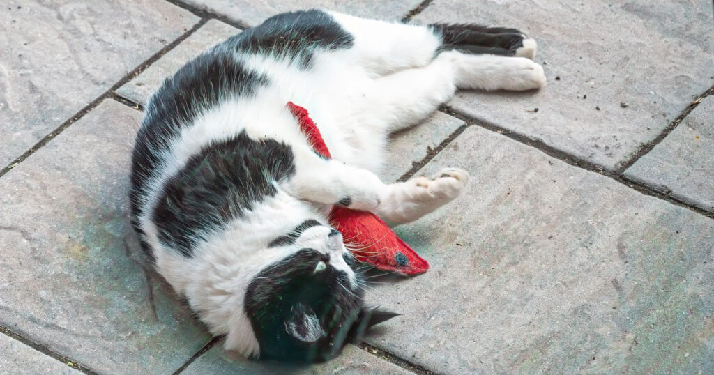 black and white cat playing with catnip mouse