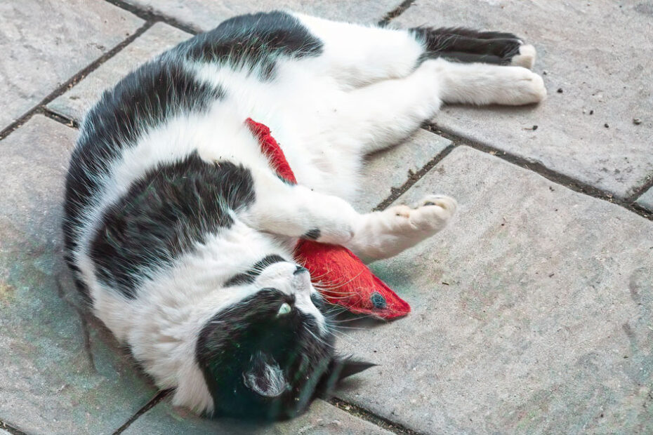 black and white cat playing with catnip mouse