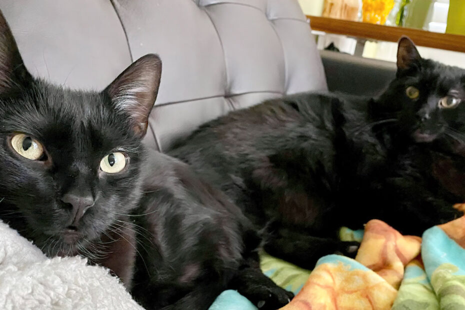 black cats on blankets