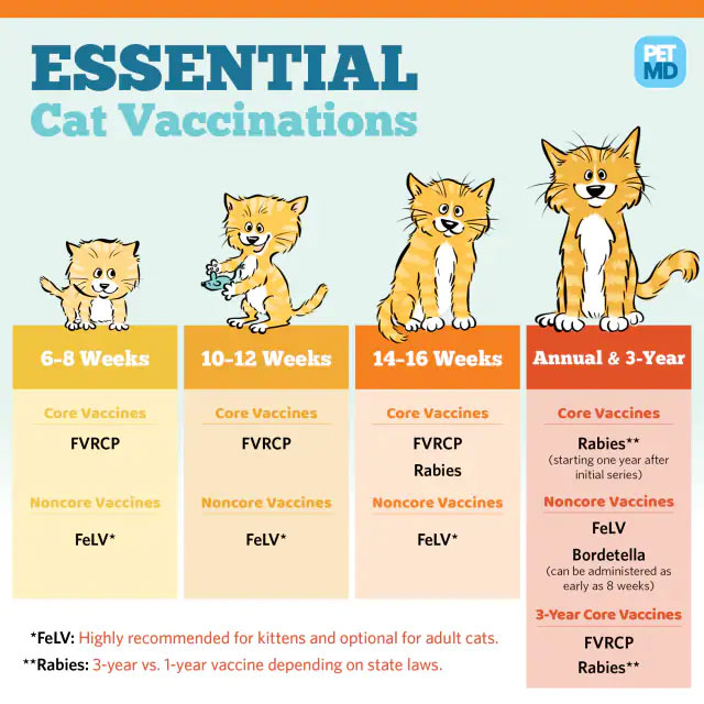 cat vaccine chart