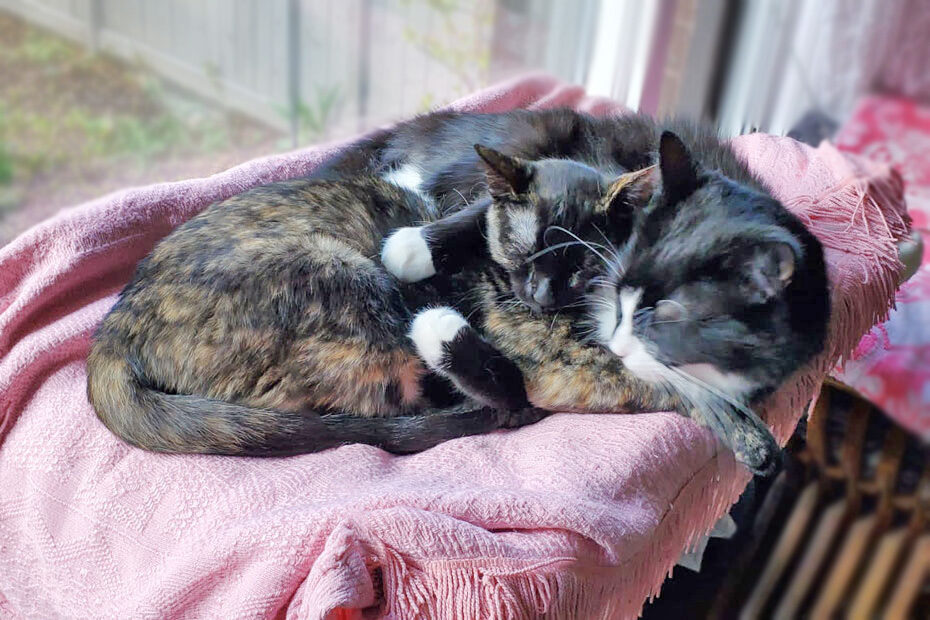 tortie and her cat friend