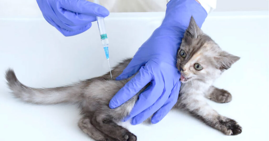 kitten getting needle