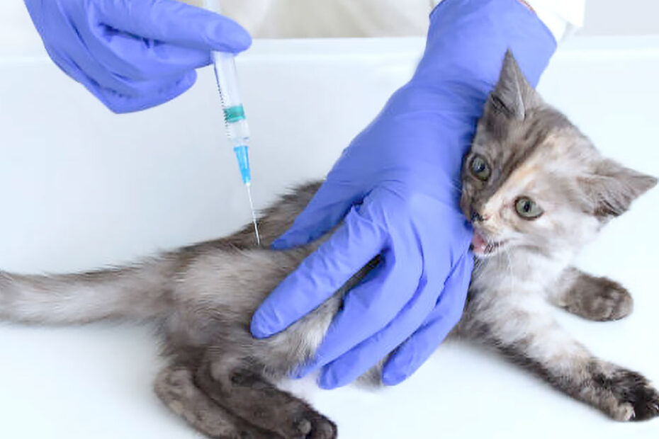 kitten getting needle