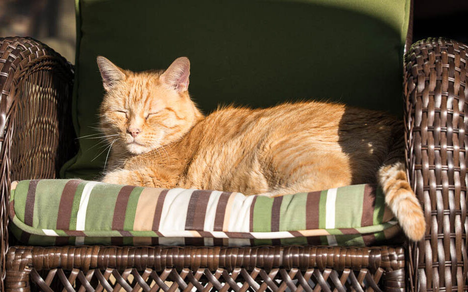 senior orange cat in sunbeam