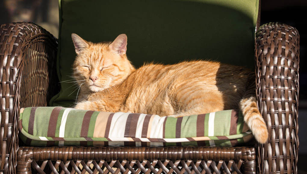 senior orange cat in sunbeam