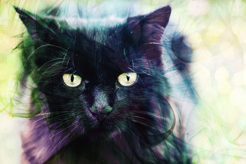 essential oils black cat