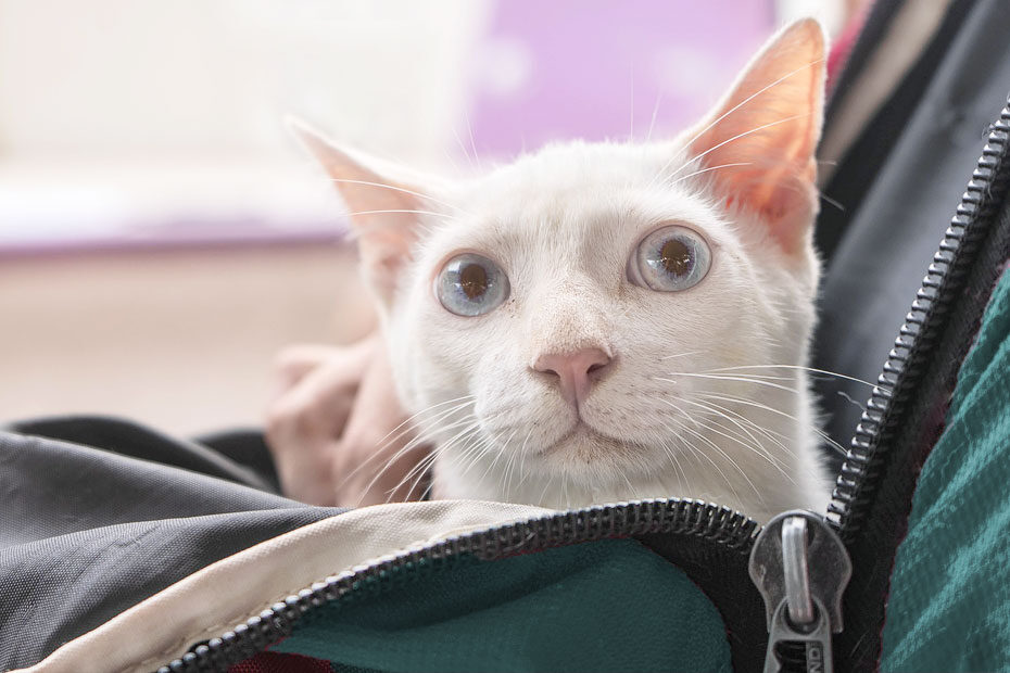 white cat in carrier