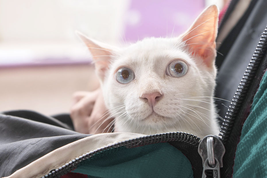 white cat in carrier