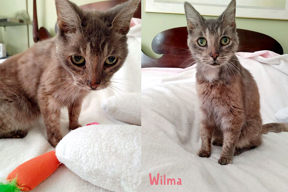 rescue cat Wilma