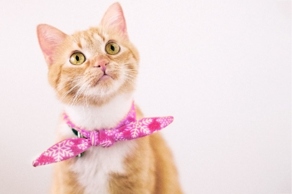 orange cat pink collar