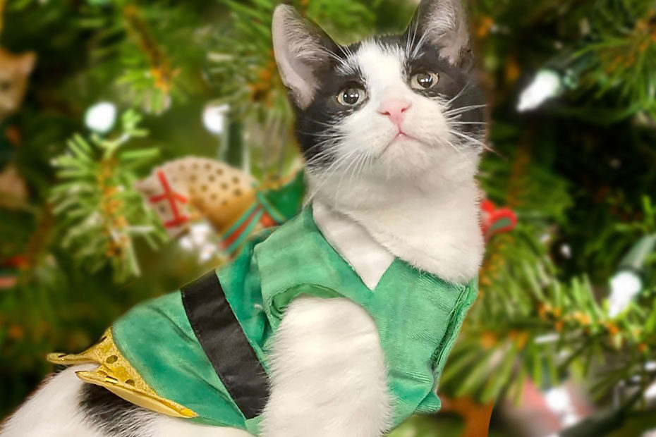 Cat with Christmas coat