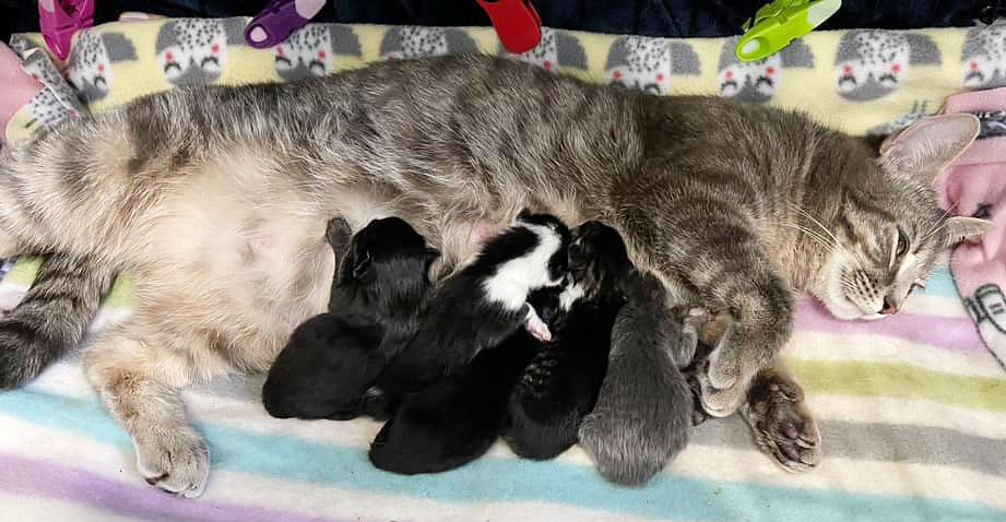 mama cat and babies