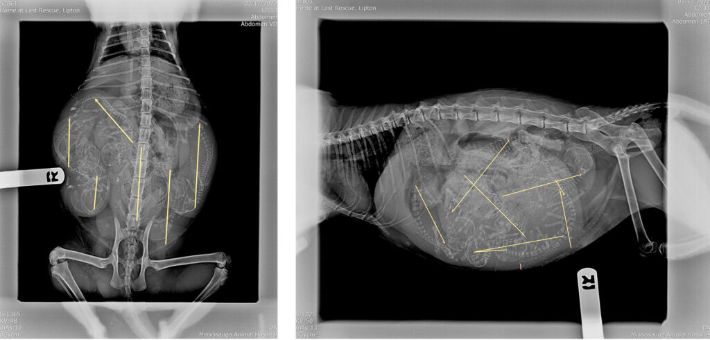 cat xray