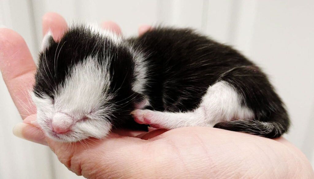 newborn kitten