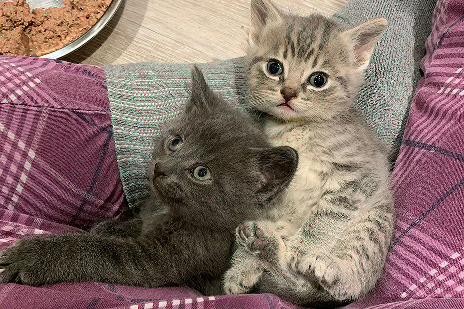 two kittens
