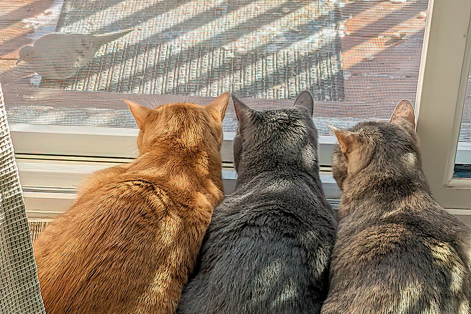 3 cats at window
