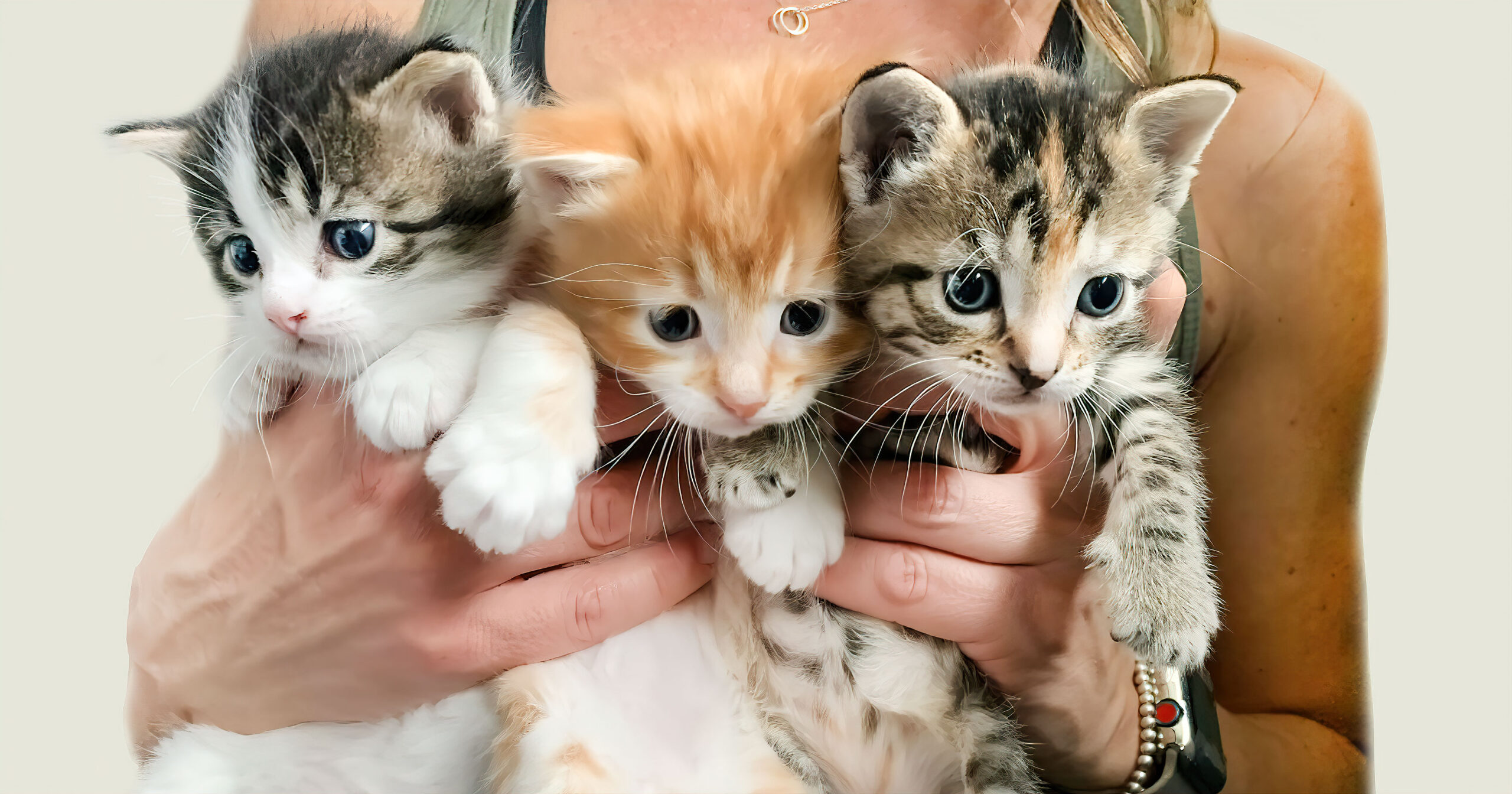 3 KITTENS