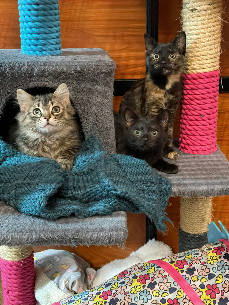 3 kittens in adoption