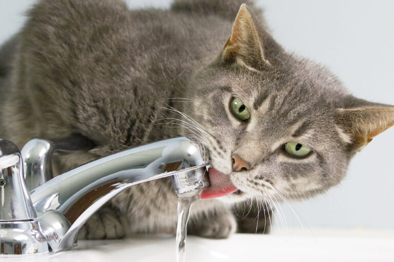 Cats Need Water Home At Last Rescue