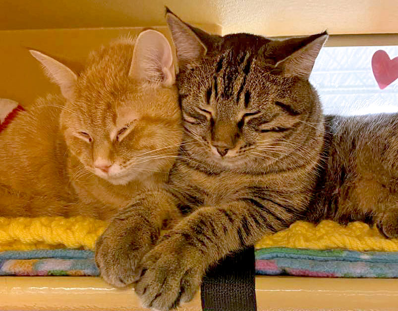two tabby cats