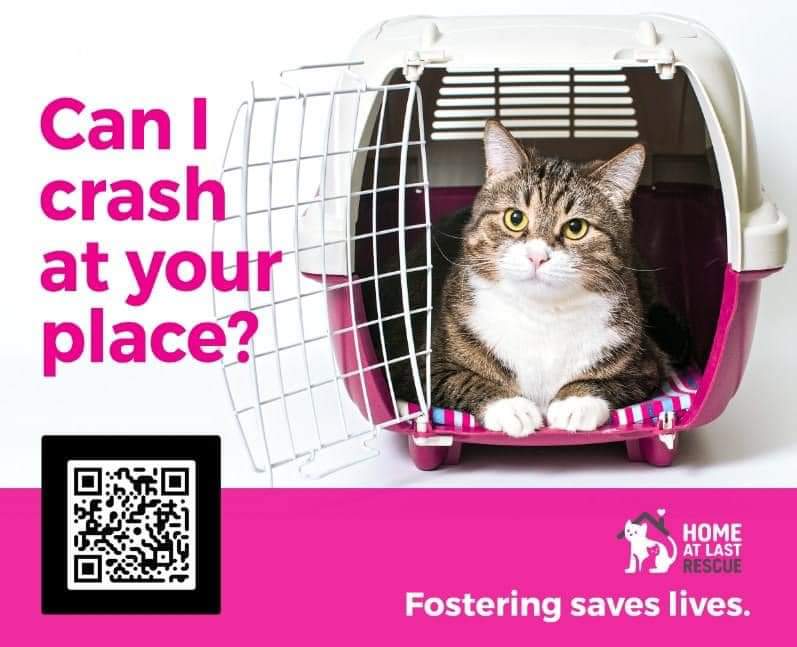 cat in cage foster