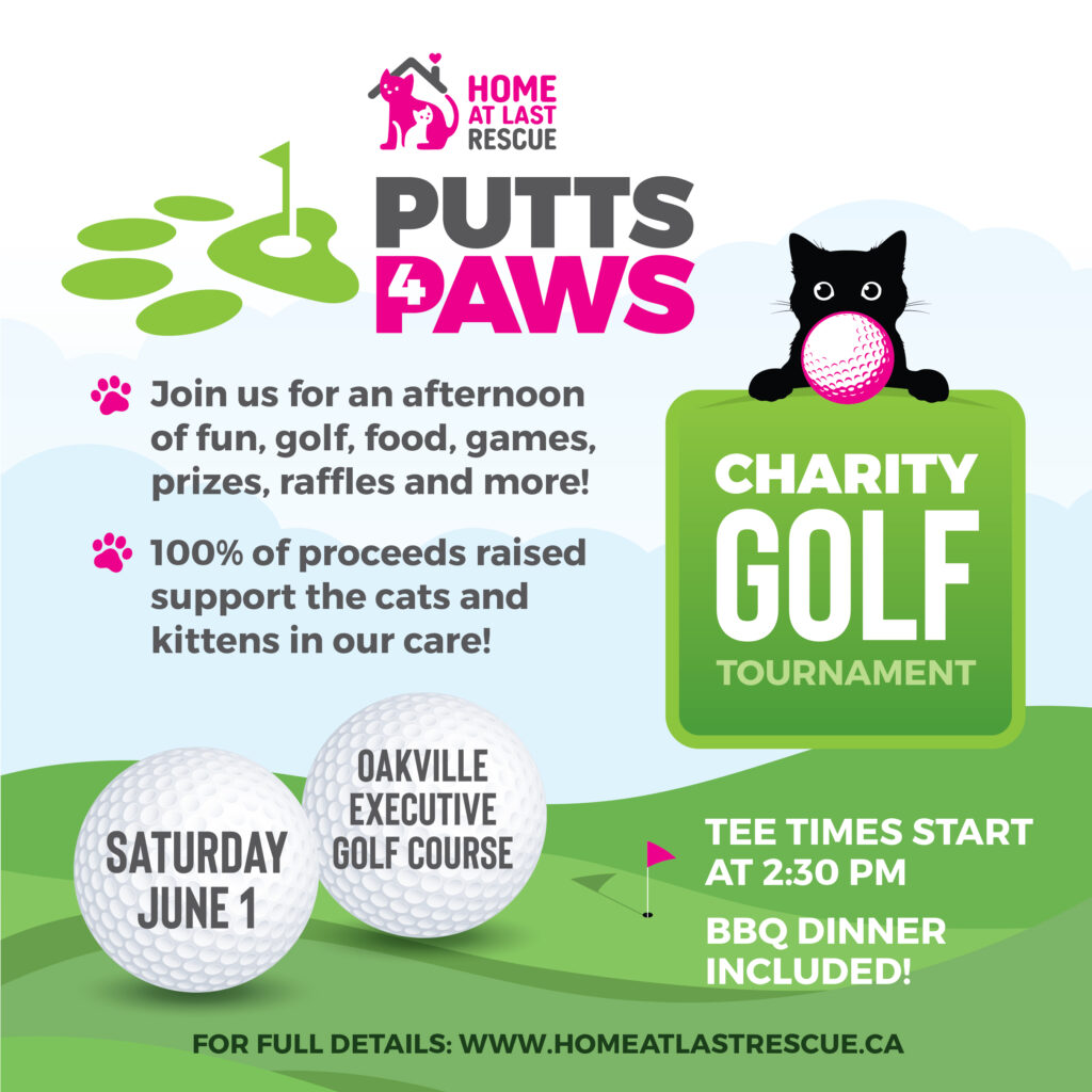 golf for cats