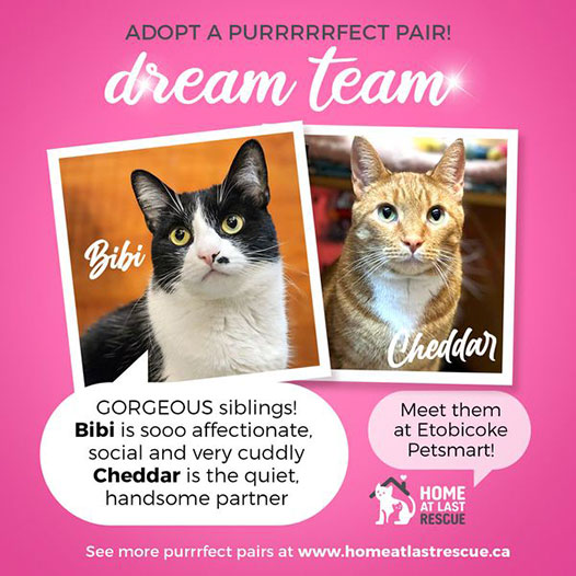 adopt a pair of cats