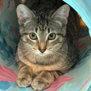 tabby kitten in tunnel