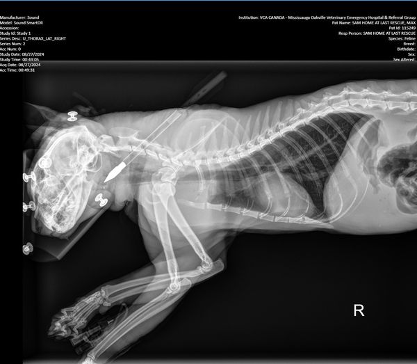 cat xray