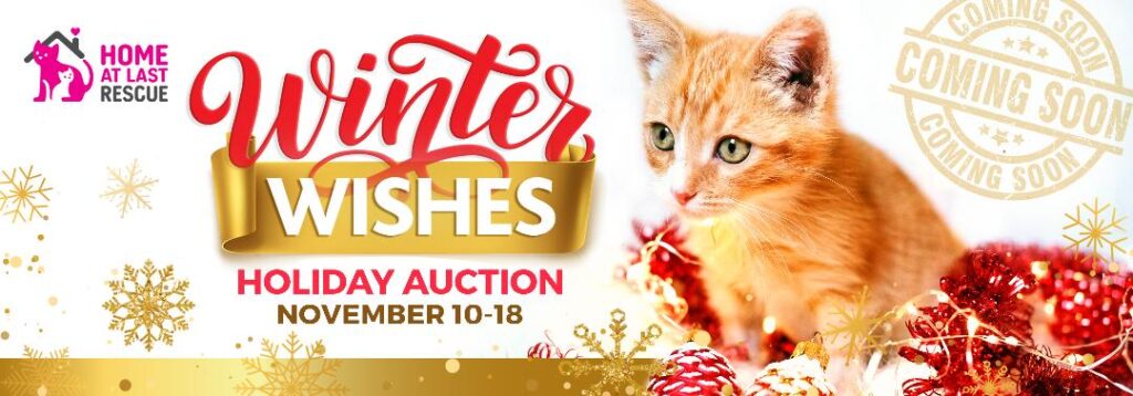 winter kitty cat auction