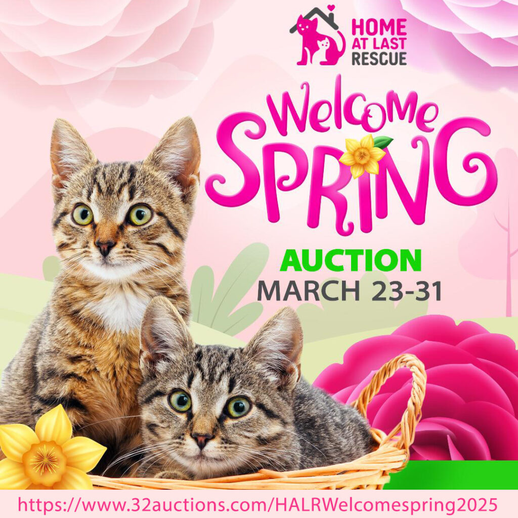 auction cats