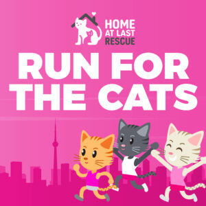 run for the cats