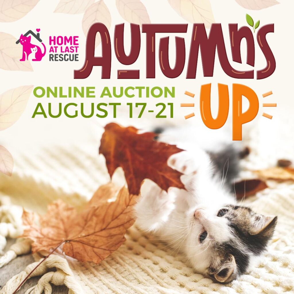 Autumn auction cats