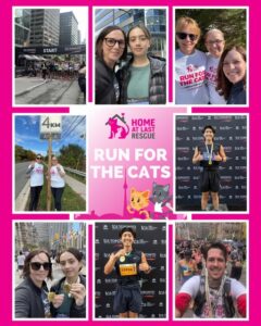 run for the cats 2025