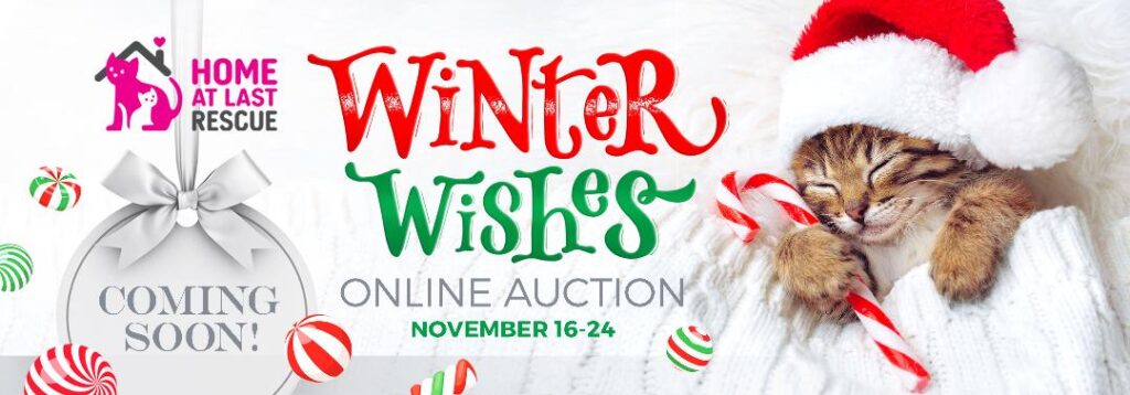 winter wishes cat auction