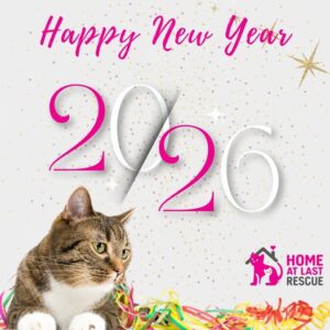 cat rescue new year