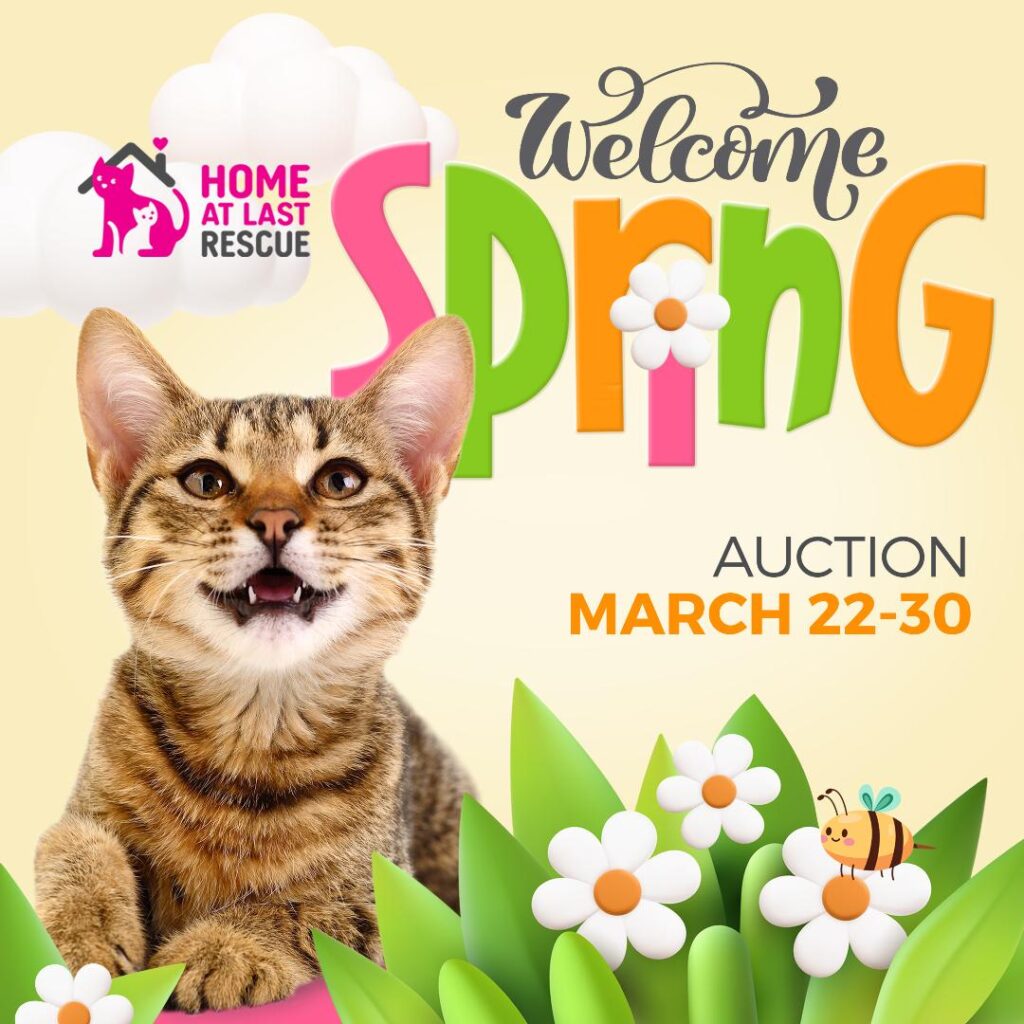 cat auction spring