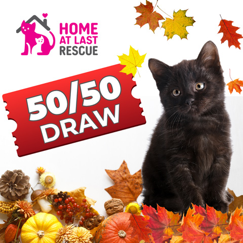 cat 50 50 draw