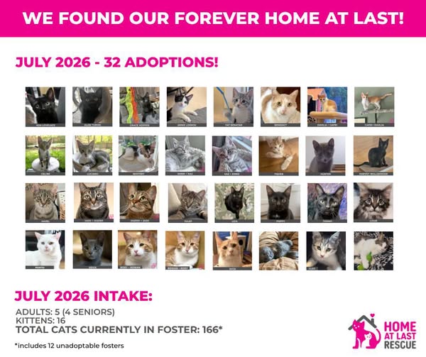 July cat kitten adoptions